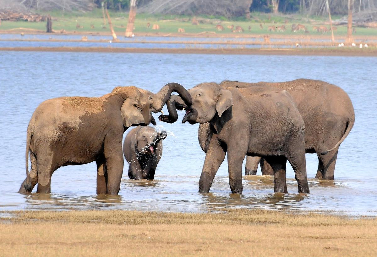 India committed to ensure conducive habitat for elephants: PM Modi – The Hindu