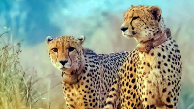 Madhya Pradesh government again rejects RTI plea on cheetahs citing ‘national security’ – The Times of India