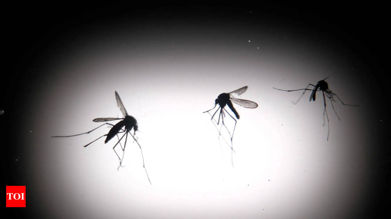 Mosquitoes bite into health insurance claims – The Times of India