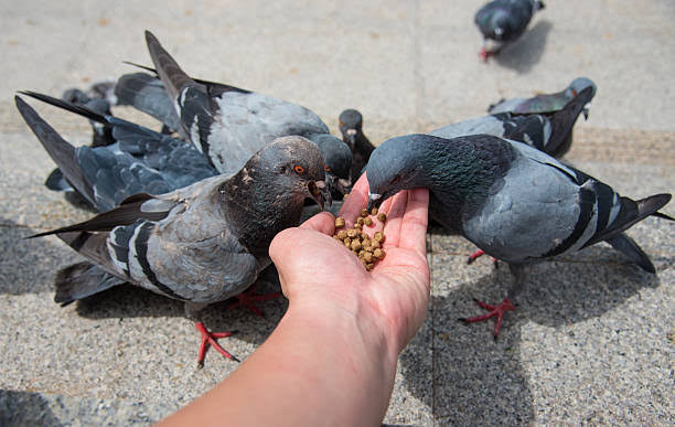 Why India must rethink its love for Pigeons: Health risks exposed – Pune Pulse